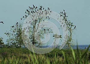 Migrating Cormorants Rest Before Crossing The Lake