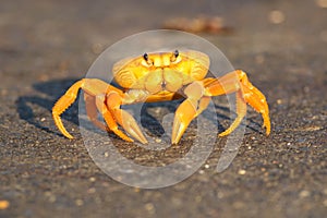 Migrating crab Cuba Gecarcinus ruricola