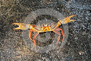 Migrating crab Cuba Gecarcinus ruricola in Cuba