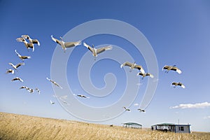 Migrating cranes photo