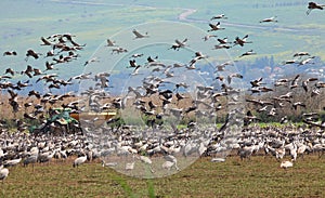 Migrating cranes. Grain feeding the birds. Hula valley reserve. Israel