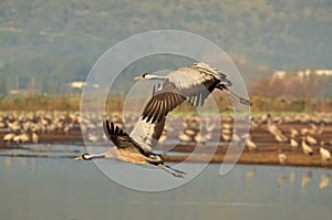 Migrating cranes over Hula lake photo