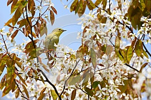 Tennessee Warbler in Flowering Serviceberry photo