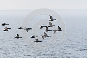 Migrating flock with ducks