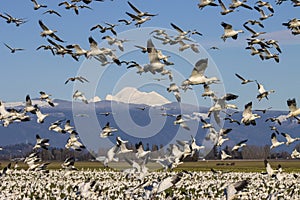 Migrating flock of snow geese