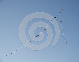 Migrating geese photo