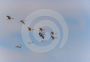 Migrating geese photo