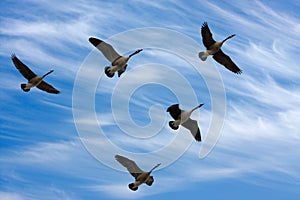 Migrating Geese photo