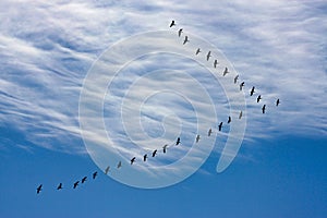 Migrating geese, cloudy sky background