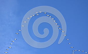 Migrating Geese in Flight Pattern Blue Sky photo