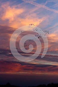 Migrating geese flocks at sunset