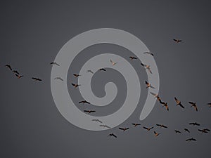 Migrating geese flying in formation