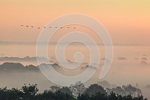 Migrating geese flying over a misty landscape in Evesham worcestershire