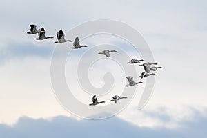 Migrating Geese flying in V formation photo