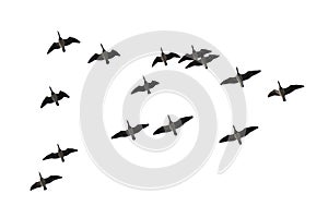 Migrating geese isolated on white