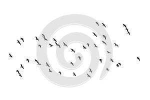 Migrating geese isolated on white