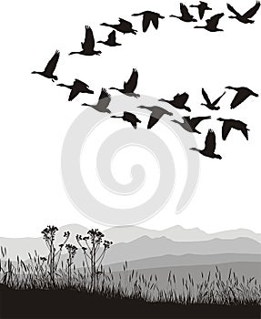 Migrating geese in the spring and autumn photo