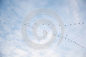 Migrating geese in V-formation