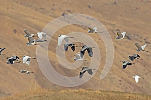 Migrating Great egret and Grey heron fly in large groups