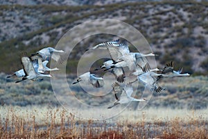Migrating Greater Sandhill Cranes in Bosque del Apache, New Mexico