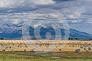 Migrating Greater Sandhill Cranes in Monte Vista, Colorado