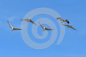 Migrating Greater Sandhill Cranes in Monte Vista, Colorado photo