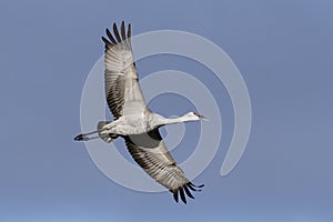 Migrating Greater Sandhill Cranes in Monte Vista, Colorado photo