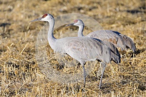 Migrating Greater Sandhill Cranes in Monte Vista, Colorado photo