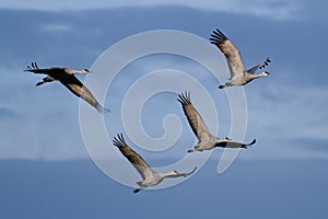 Migrating Greater Sandhill Cranes in Monte Vista, Colorado photo