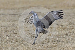 Migrating Greater Sandhill Cranes in Monte Vista, Colorado photo