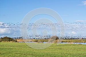 migrating greylag geese