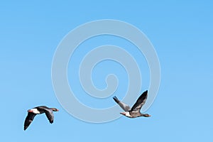 Migrating Greylag Goose couple