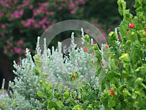 Migrating Humming Bird Hovers In Midair