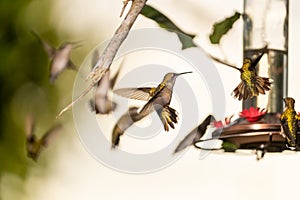 Migrating hummingbirds aggressively swarm the feeder in South Texas