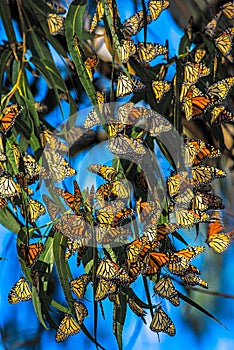 Migrating Monarch butterflies photo