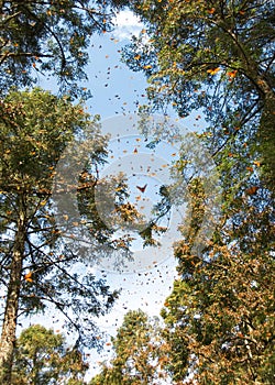 Migrating monarch butterflies in Michoacan