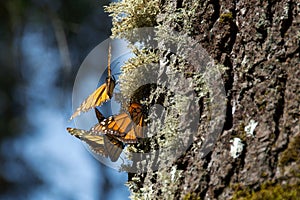 Migrating monarch butterflies in Michoacan