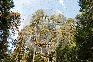 Migrating monarch butterflies in Michoacan