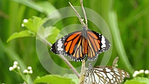 Migrating Monarch butterfly feeding on Sneezeweed in fall