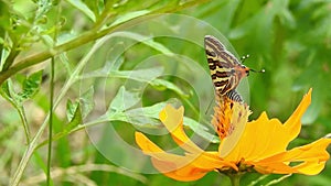 Migrating Monarch butterfly feeding on Sneezeweed in fall
