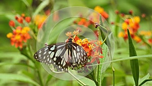 Migrating Monarch butterfly feeding on Sneezeweed in fall