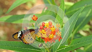 Migrating Monarch butterfly feeding on Sneezeweed in fall