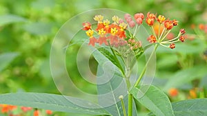 Migrating Monarch butterfly feeding on Sneezeweed in fall