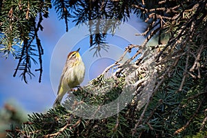 Migrating Palm Warbler Foraging in Pine Tree