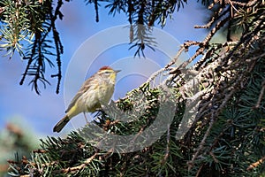 Migrating Palm Warbler Foraging in Pine Tree