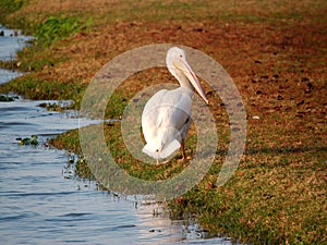 Migrating pelican at University Lake, Baton Rouge