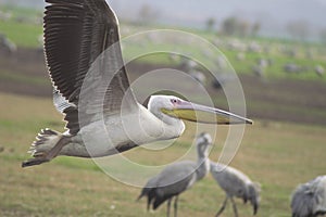 Migrating pelicanes