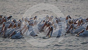 Migrating pelicans at LSU lake