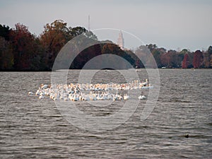 Migrating pelicans at University Lake near LSU