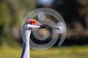 Migrating Sandhill Crane in Florida